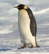 An emperor penguin. It's ability to incubate eggs with its feet sets it apart from the Adelie.