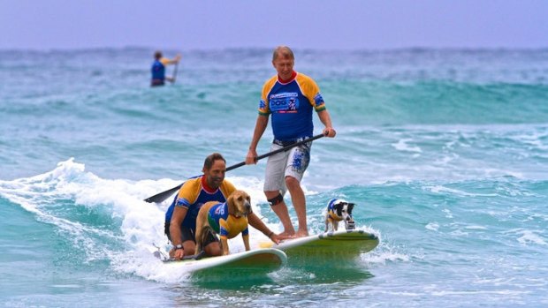 Last year's Surfing Dog Spectacular.