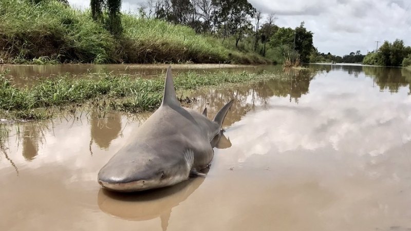 Bull shark washed up onto road by flooding, locals take tooth