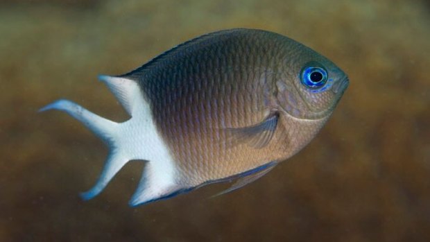 The spiny damselfish, common on reefs in Australia and the region.