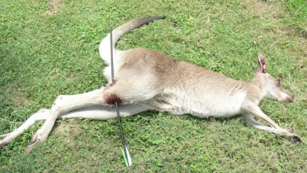 The female kangaroo shot through the leg in Grafton in January 