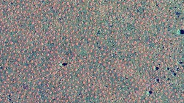 The "fairy circles" found in Western Australia's Pilbara region.