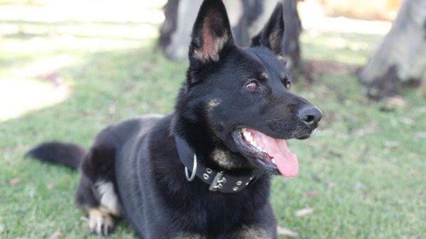 A German Shepherd police dog hunted down a serial car thief.