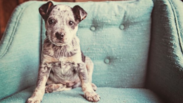Queensland vets will drop desexing fees during a campaign encouraging pet owners to be more responsible.