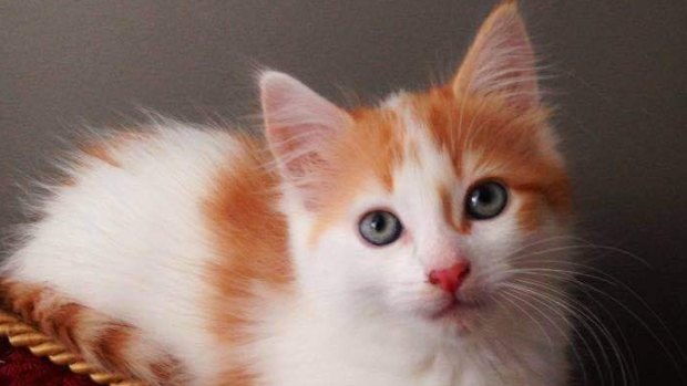 Brisbane cat lovers could soon have a cat cafe to go to for a sip and a pat.