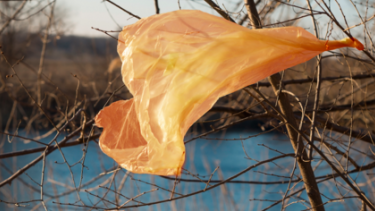 Most plastic bags end up in landfill, or a lesser amount as litter. They can last 20-1,000 years.