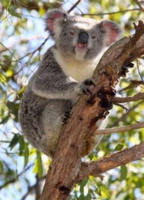 Biggest threat to koala populations is loss of habitat, scientists say.