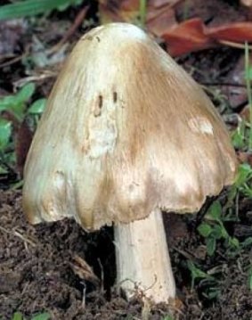 The deadly deathcap mushroom should be avoided.