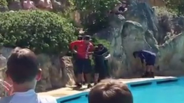 Video shows the snake being removed from the pool with a scoop.