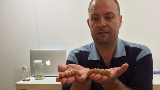 Nathan Ashley hopes a witchetty grub farming business will cater to local markets, and the demands of exotic Chinese medicine.