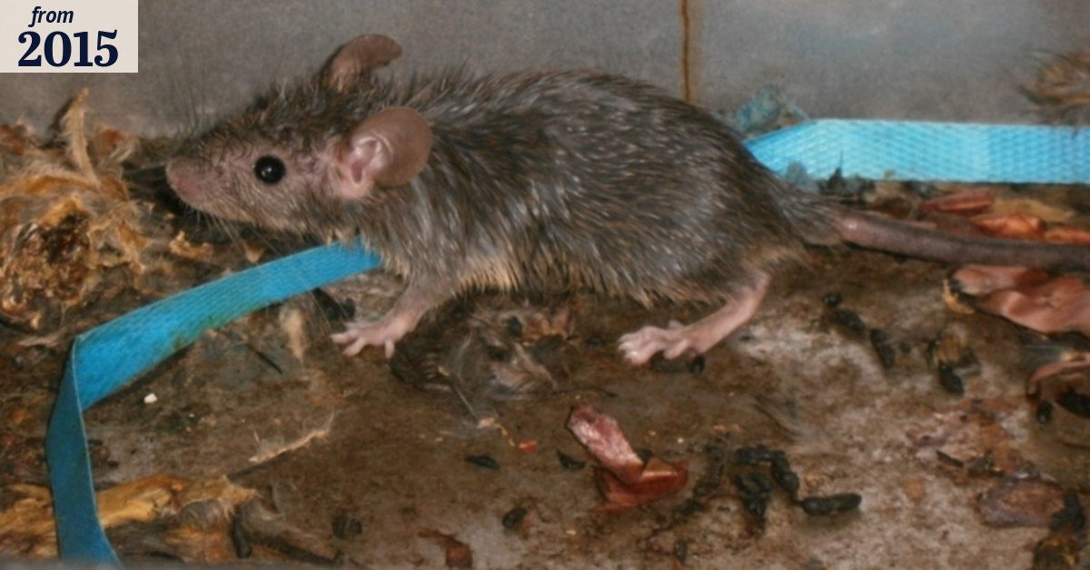 Rats, roaches found in Brisbane's filthiest restaurants