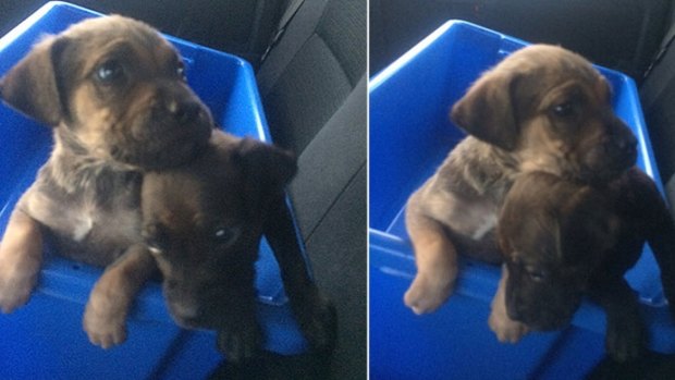 The pups are as young as just four or five weeks old, but it has been suggested they were stolen to trade for drugs.