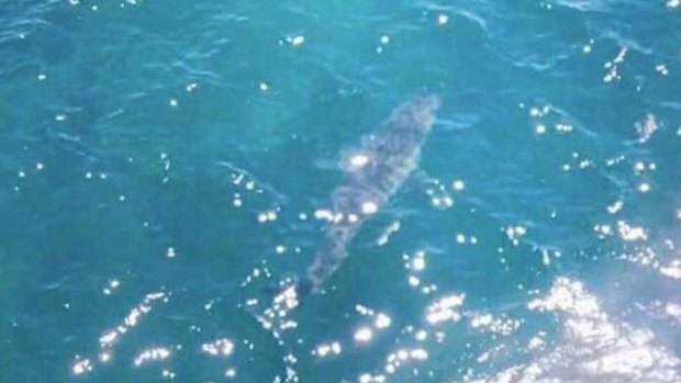 A great white shark, thought to be between six and seven metres long, was seen off Marino Rocks in South Australia.