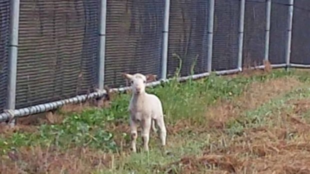 Queensland Rail posted photos of the lamb lost by the side of train tracks in Loganlea.
