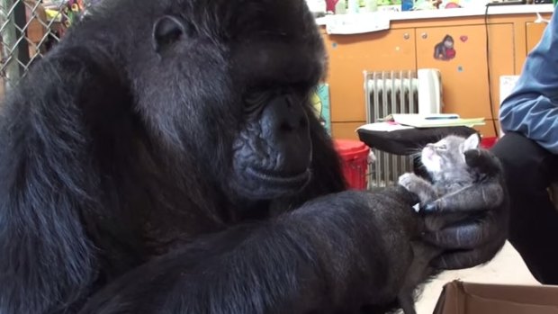 Koko the gorilla holds a kitten.