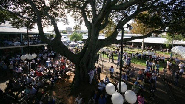 The Moreton Bay Fig at Newmarket Stables, will be retained as part of the Cbus project.
