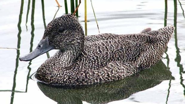 The protected freckled duck.