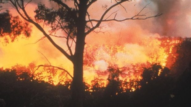 There were 487 homes destroyed in the January 2003 bushfires.