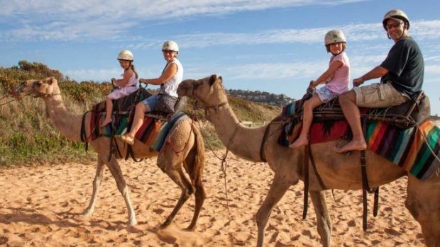 Camel rides at Dee Why beach.