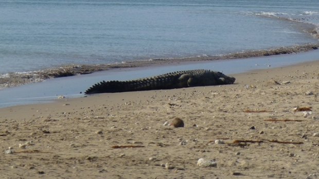 A four-metre-long crocodile sunbathing at Lasiana beach in late July 2016.
