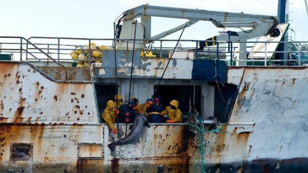 Fishers on the illegal fishing vessel Kunlun using gaffs drag aboard a large toothfish. 