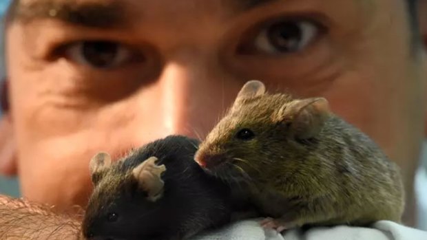 Associate Professor Sof Andrikopoulosof Melbourne University fed a version of the Paleo diet to some fat mice.