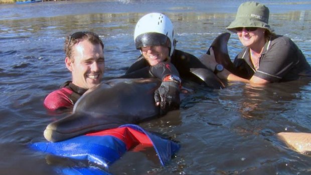 Parks and Wildlife marine rangers with one of the secured dolphins at Black Lake.