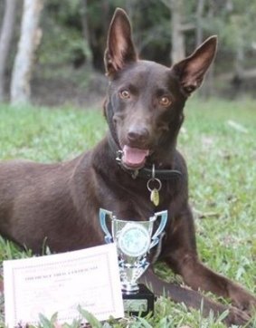 Three-legged wonder dog Zorion has fought back from serious injury to be an agility champ.