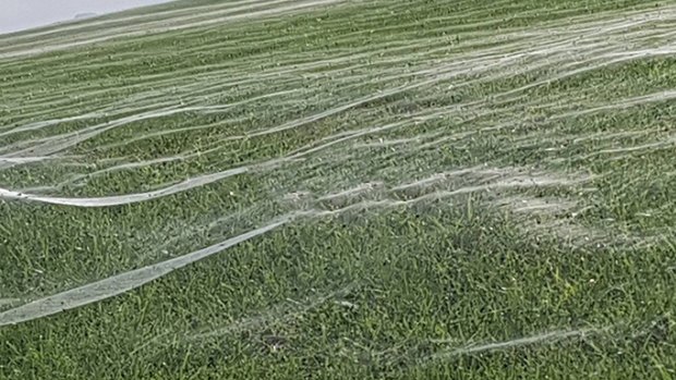 The New Zealand spiderwebs that went viral on a different kind of web.  