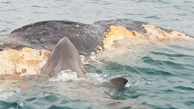 This whale carcass was spotted off Mindarie in Perth's northern suburbs at the weekend.