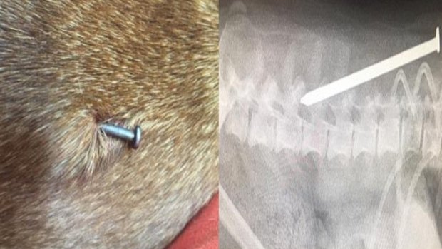 The nail in the dog, with an x-ray image on the right.