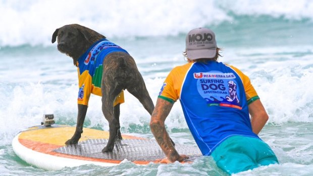The Surfing Dog Spectacular welcomes in the Noosa Festival of Surfing each year. 