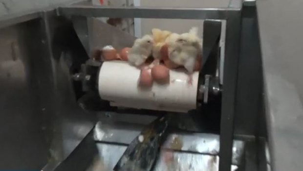 Male chicks drop to their deaths at a Specialised Breeders Australia facility in Victoria.