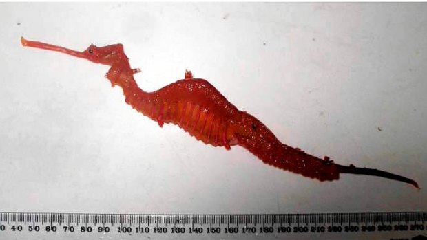 'Mesmerising beauty': The ruby seadragon.