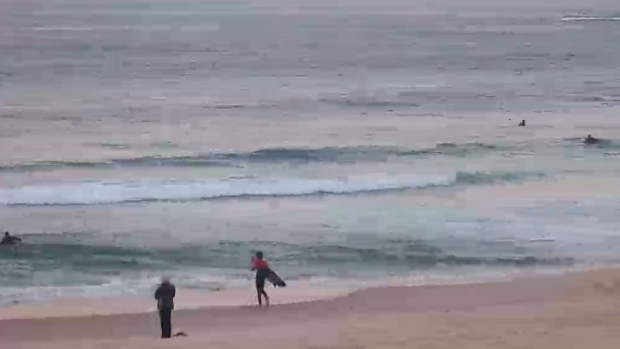 Surfers hit the water at sunrise at Bondi Beach.
