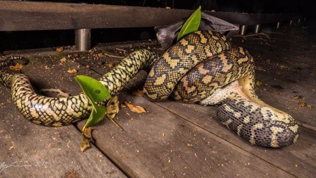 The carpet python was a third of the way through when Ryan Francis snapped this picture.