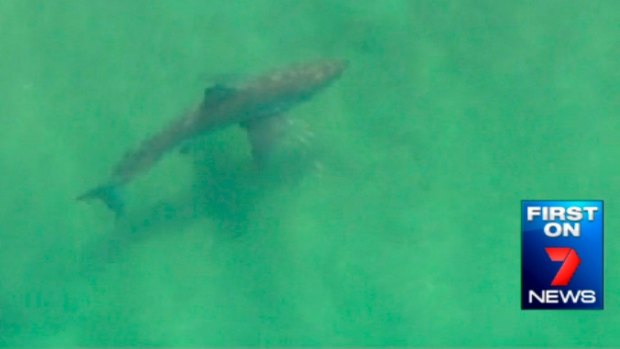 A still from a video of a great white shark captured by a Seven News helicopter near Lighthouse Beach, East Ballina, in July.