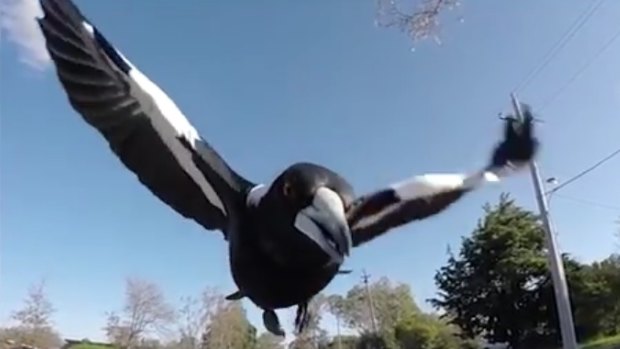 The EHP allow for a relocation process where swooping magpies pose a direct threat to groups of young or old or have the ability to cause serious injury.