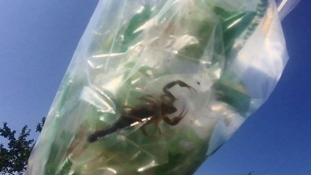 Canadian man Nathan Coleman discovered a scorpion in a bag of bananas he bought from Costco in Halifax, Nova Scotia.
