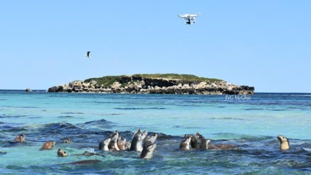 This raft of Australian Sea Lions spotted the drone and gathered to have a look.
