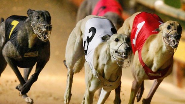 The greyhound report found  68,000 greyhounds had been euthanised in the past 12 years because they were too slow or unable to race.