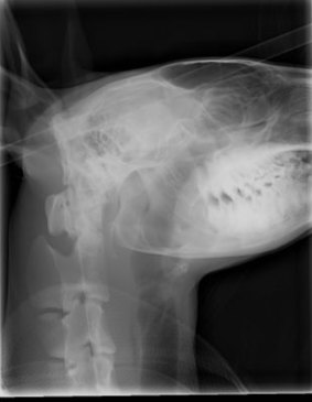 An X-ray of the kangaroo's head before surgery.