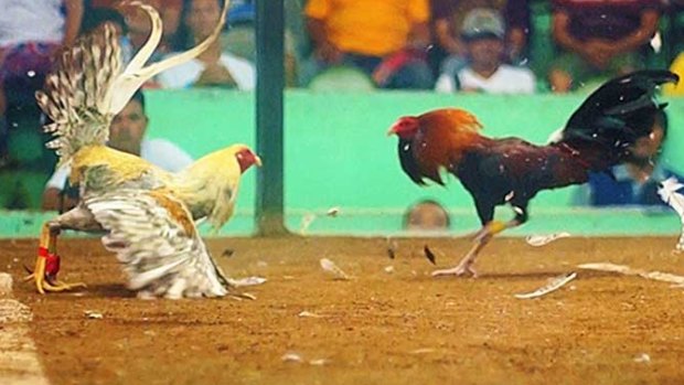 Several raids have been carried out in Queensland in relation to cockfighting.