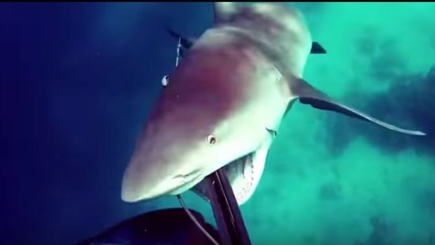 Shark charges spearfisher in north Queensland.
