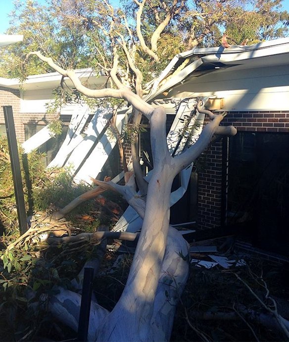 Sydney weather: winds bring down trees and power lines, cause commuter ...