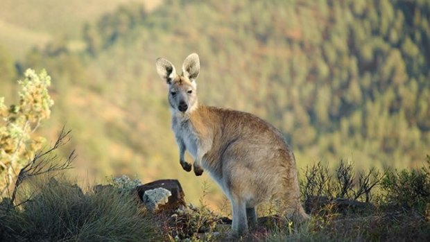 Wildlife on the Arkaba Conservancy, Flinders Ranges, South Australia.