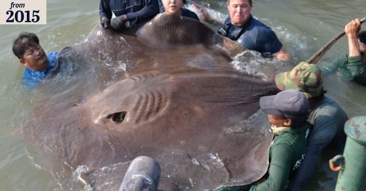 Giant stingray could be largest freshwater fish ever caught