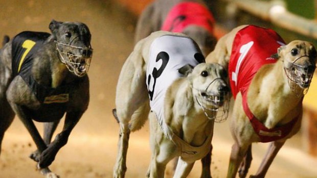 The ACT's greyhound industry inflated the level of its support during a PR stunt. 