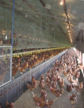 Tocal College's egg farm.