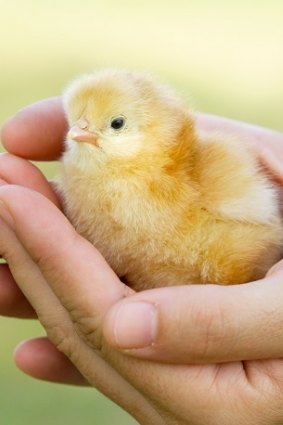 Millions of male chicks are killed each year in Australia.